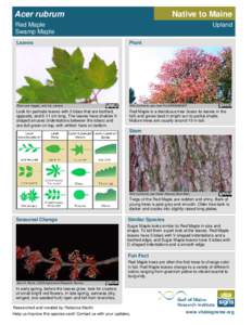 Acer rubrum  Native to Maine Red Maple Swamp Maple