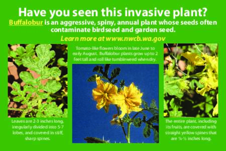 Have you seen this invasive plant?  Buffalobur is an aggressive, spiny, annual plant whose seeds often contaminate birdseed and garden seed. Learn more at www.nwcb.wa.gov Tomato-like flowers bloom in late June to