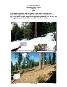 Lassen National Forest Eagle Lake Ranger District California 2000 Mixed conifer (Ponderosa pine and white fir) stand before treatment, which included thinning to reduce the number of trees and reduce competition for the