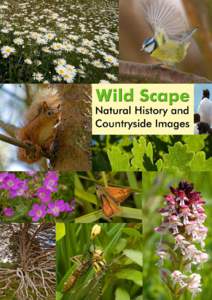 Welcome to the Wild Scape image library I have been a naturalist since very early childhood and a passionate wildlife photographer for over twenty years. During that time I have gathered together a library of images whi