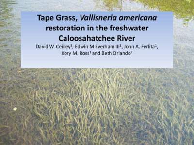 Tape Grass, Vallisneria americana restoration in the freshwater Caloosahatchee River David W. Ceilley1, Edwin M Everham III1, John A. Ferlita1, Kory M. Ross1 and Beth Orlando2