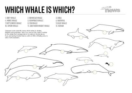 WHICH WHALE IS WHICH? 1. GREY WHALE 4. MINKE WHALE 7. BOTTLENOSE WHALE 10. SPERM WHALE