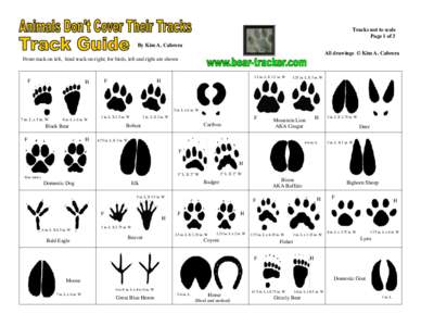 Tracks not to scale Page 1 of 3 By Kim A. Cabrera All drawings © Kim A. Cabrera Front track on left, hind track on right; for birds, left and right are shown