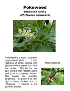 Pokeweed Pokeweed Family (Phytolacca americana)  Pokeweed is a stout, succulent