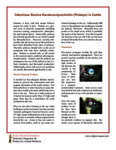 Infectious Bovine Keratoconjunctivitis (Pinkeye) in Cattle Summer is here, and that means Pinkeye season for cattle is here. Pinkeye is a general term to describe symptoms including excessive tearing, conjunctivitis, pho