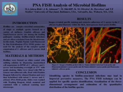 PNA FISH Analysis of Microbial Biofilms M.A Jabra-Rizk1, J. K. Johnson* 1, M. Shirtliff1, K. M. Oliveira2, K. Haverkos1 and T.F Meiller1 1University of Maryland, Baltimore, USA, 2AdvanDx, Inc. Woburn, MA, USA RESULTS INT