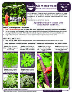 Giant Hogweed Heracleum mantegazzianum Invasive Plant Alert