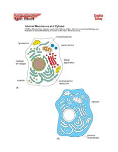 Internal Membranes and Cytosol ©1998 by Alberts, Bray, Johnson, Lewis, Raff, Roberts, Walter . http://www.essentialcellbiology.com Published by Garland Publishing, a member of the Taylor & Francis Group.  mitochondrion