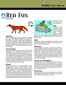 Red Fox  Wildlife Fact Sheets Vulpes vulpes