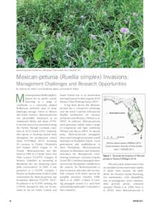 ADRIENNE SMITH  Mexican-petunia invasion at Lake Jesup Conservation Area (Sanford, FL). Mexican-petunia (Ruellia simplex) Invasions: Management Challenges and Research Opportunities