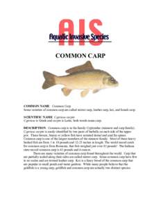 COMMON CARP  COMMON NAME: Common Carp Some varieties of common carp are called mirror carp, leather carp, koi, and Israeli carp. SCIENTIFIC NAME: Cyprinus carpio Cyprinus is Greek and carpio is Latin; both words mean car