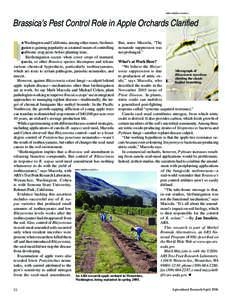 MARK MAZZOLA (D468-1)  Brassica’s Pest Control Role in Apple Orchards Clarified I