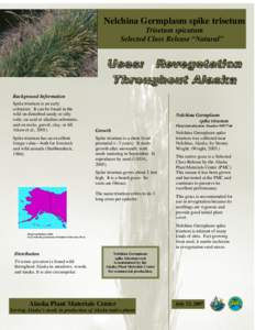 Trisetum / Nelchina /  Alaska / Revegetation / Seed / Germplasm / Botany / Environment / Poaceae / Trisetum spicatum / Biology