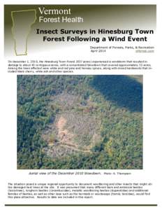 Vermont  Forest Health Insect Surveys in Hinesburg Town Forest Following a Wind Event