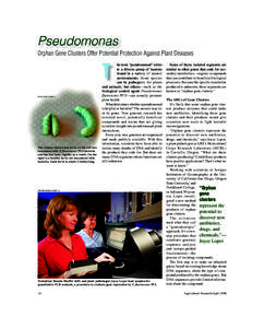 Pseudomonas fluorescens / Pseudomonas / Pseudomonadaceae / Genome / Gene / Bacteria / Pseudomonadales / Biology