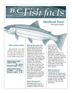 B.C. Steelhead Trout Oncorhynchus mykiss  Other common names: