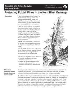 Protecting Foxtail Pines in the Kern River Drainage Restriction These parks require that all campers in the Kern River drainage refrain from having campﬁres above 10,400 feet