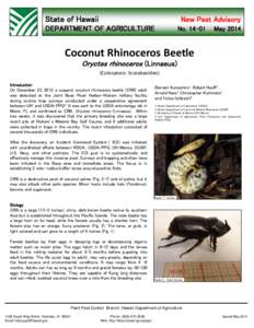 Dynastinae / Oryctes rhinoceros / Coconut / Beetle / Rhinoceros beetle / Oil palm / Flora / Botany / Biota
