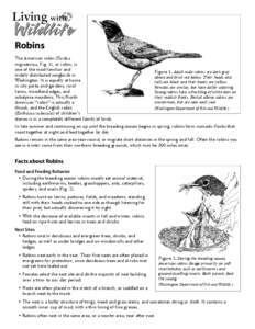 Robins The American robin (Turdus migratorius, Fig. 1), or robin, is