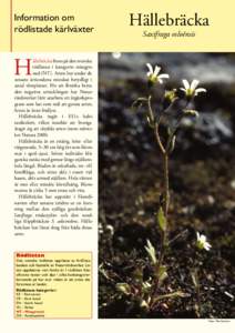 Information om rödlistade kärlväxter Hällebräcka Saxifraga osloënsis