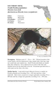 SOUTHERN MINK (South Florida population) Mustela vison mink also known as Mustela vison evergladensis Order: Family: