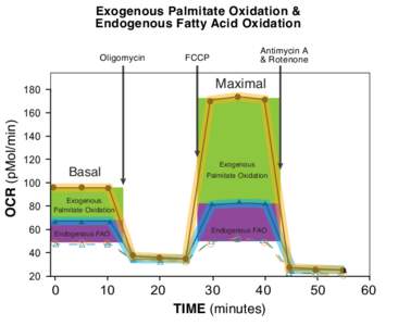 OCR (pMol/min)  Exogenous Palmitate Oxidation & Endogenous Fatty Acid Oxidation Oligomycin