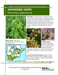 New Invasive Plants of the Midwest Fact Sheet  JAPANESE HOPS Humulus japonicus Description: Japanese hops is a herbaceous annual vine that twines counter-clockwise. The leaves are opposite, 2-5 inches long, toothed, and 