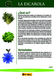 LA ESCAROLA ¿Qué es? Escarola (Cichorium endivia var. Crispum) es el nombre común de una planta de la familia de las Asteráceas o Compuestas. Las hojas, ligeramente amargas, nacen del cuello de la planta y están muy