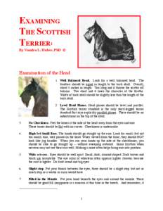 EXAMINING THE SCOTTISH TERRIER