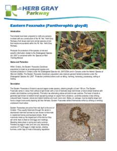 Eastern Foxsnake (Pantherophis gloydi) Introduction Fact sheets have been prepared to notify any persons involved with any construction of the Rt. Hon. Herb Gray Parkway of all known plant and animal species at risk that