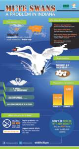 A PROBLEM IN INDIANA Why Mute Swans are a problem This species is... Native to Europe and Asia