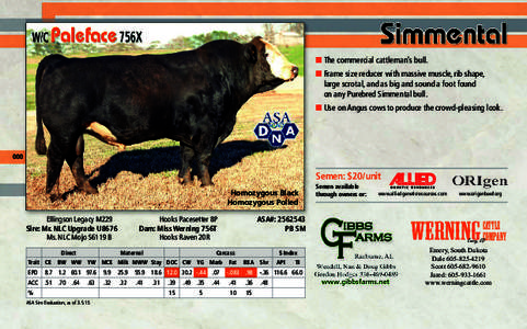 ■ The commercial cattleman’s bull. ■ Frame size reducer with massive muscle, rib shape, large scrotal, and as big and sound a foot found on any Purebred Simmental bull. ■ Use on Angus cows to produce the crowd-pl