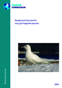 Microsoft Word - P00410_Ivory_gull.doc