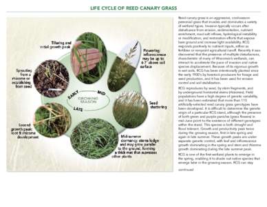 LIFE CYCLE OF REED CANARY GRASS Reed canary grass is an aggressive, cool-season perennial grass that invades and dominates a variety of wetland types. Invasion typically occurs after disturbance from erosion, sedimentati