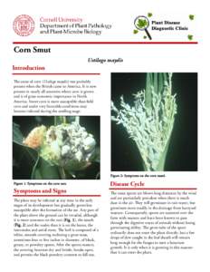 Microbiology / Smut / Corn smut / Ustilago / Spore / Maize / Sweet corn / Sugarcane smut / Loose smut / Biology / Food and drink / Ustilaginomycotina