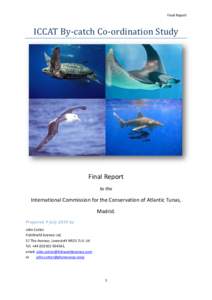 Final Report  ICCAT By-catch Co-ordination Study Oceanic white-tip shark. Photo courtesy of Thomas Ehrensperger of http://www.underwaterpicture.com/ taken from Wikipedia  Final Report