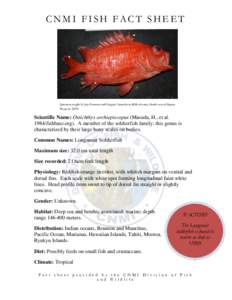 CNMI FISH FACT SHEET  Specimen caught by Jess Guerrero and Gregory Camacho at 600ft of water, North-west of Saipan. Photo by: DFW  Scientific Name: Ostichthys archiepiscopus (Masuda, H., et al.