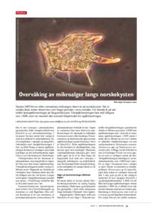 Foto: Havforskningsinstituttet, algelaboratoriet, Jan Henrik Simonsen.  Plankton Overvåking av mikroalger langs norskekysten Mikroalgen Dinophysis tripos.