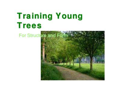 Training Young Trees For Structure and Form When is the best time to prune?  It is best to prune most trees during the