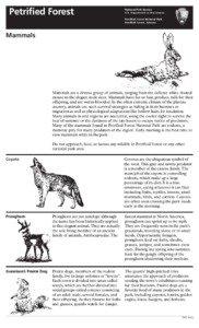 Black-tailed jackrabbit / Peromyscus / Petrified Forest National Park / American badger / Mammals of Wyoming / Mammals of Montana / Neotominae / Pack rat / Fauna of the United States