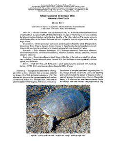 Pelusios adansonii (Schweigger 1812) – Adanson’s Mud Turtle