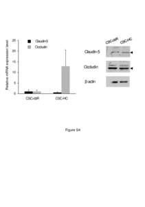 Relative mRNA expression level  25 Claudin-5 Occludin