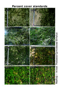 Reeftop – mixed Thalassia/Cymodocea/Enhalus  Percent cover standards 1%