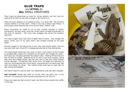 GLUE TRAPS are LETHAL for ALL SMALL CREATURES They might be advertised as traps for killing rodents, but this trap will catch and kill ANY animal small enough to fall victim to it.