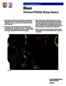 U.S. Fish & Wildlife Service  Bison National Wildlife Refuge System •	 Bison stand more than six feet tall and can weigh up to •	 Bison feed on grass, wallowing in dust or mud to 2,000 pounds, with a massive head and
