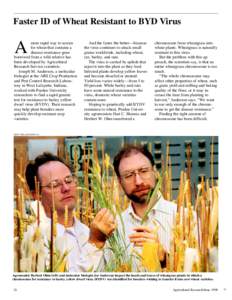 Faster ID of Wheat Resistant to BYD Virus  A more rapid way to screen for wheat that contains a