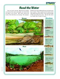 Read the Water Can you read a stream? Experienced anglers can look at the water and figure out where fish are likely to be found. They know about the needs of the fish they are chasing. For example,