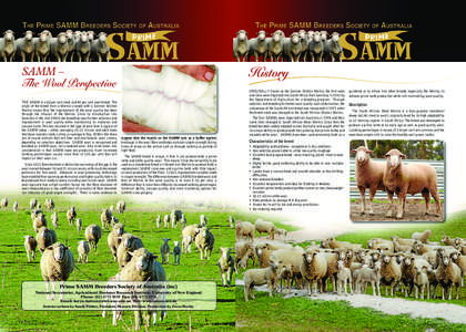SAMM – The Wool Perspective THE SAMM is a 60 per cent meat and 40 per cent wool breed. The origin of the breed from a Merino crossed with a German Mutton Merino means that the improvement of the wool quality has been t