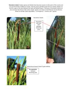 Nonnative Cattails (Typha) species and hybrids have become invasive in other parts of the country and are now found here in Whatcom County. The easy way to tell them apart from our native cattails is to look for a gap on