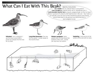 What Can I Eat With This Beak?  vity Instructions: n a beach food is everywhere not easily see itshorebirds can!!! a uniquely adapted beak to find its food